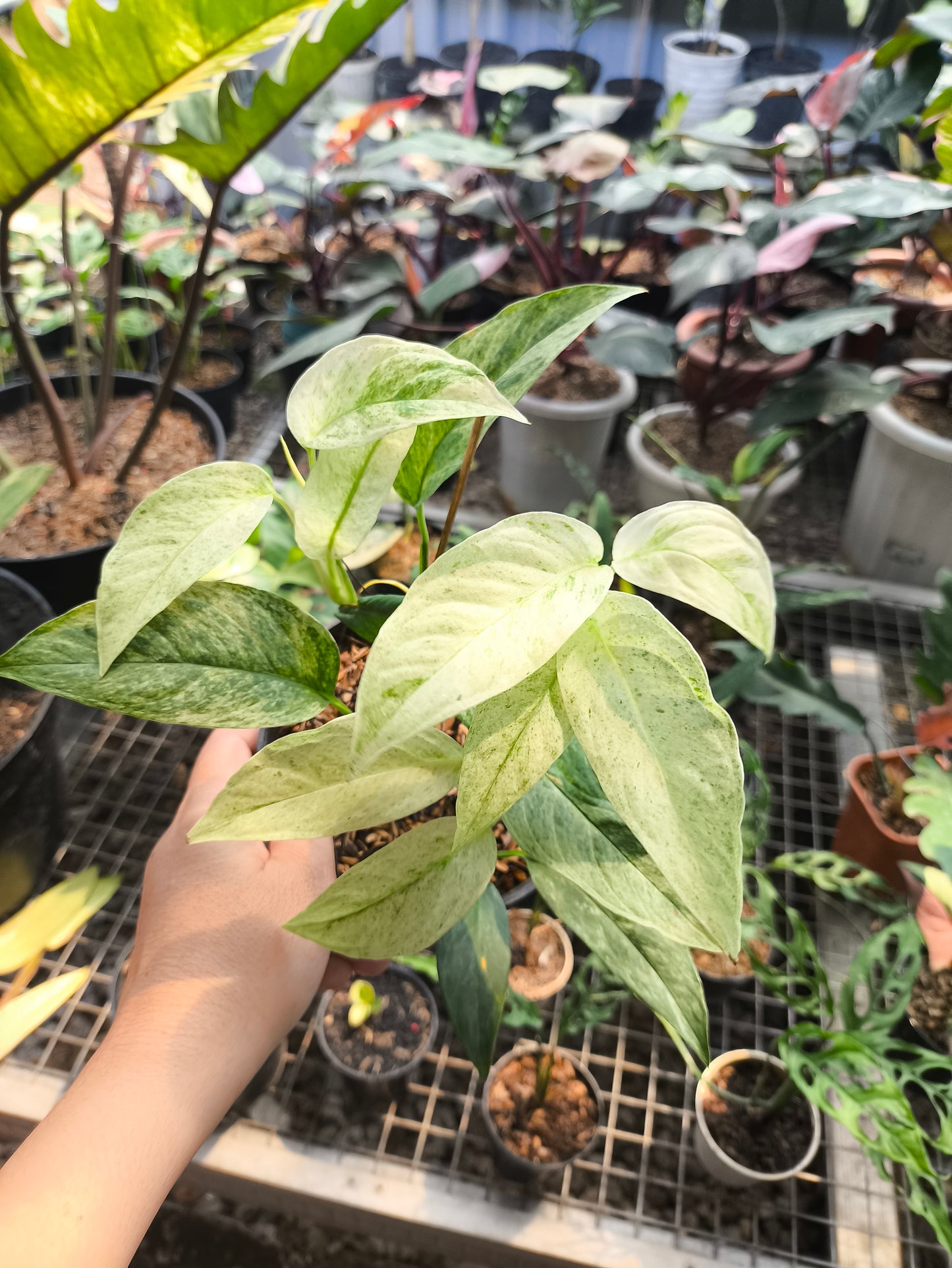 Monstera Andansoni Lanniata Variegata
