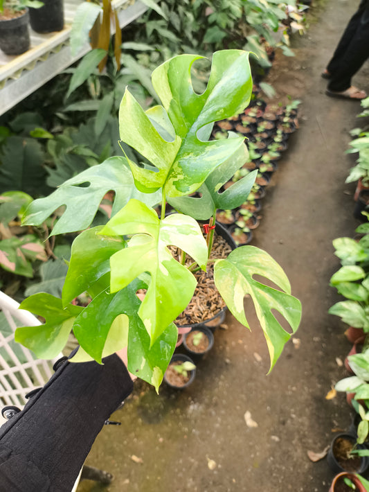 House Plant, Live pLants, Ornamental Plants, Tropical plants