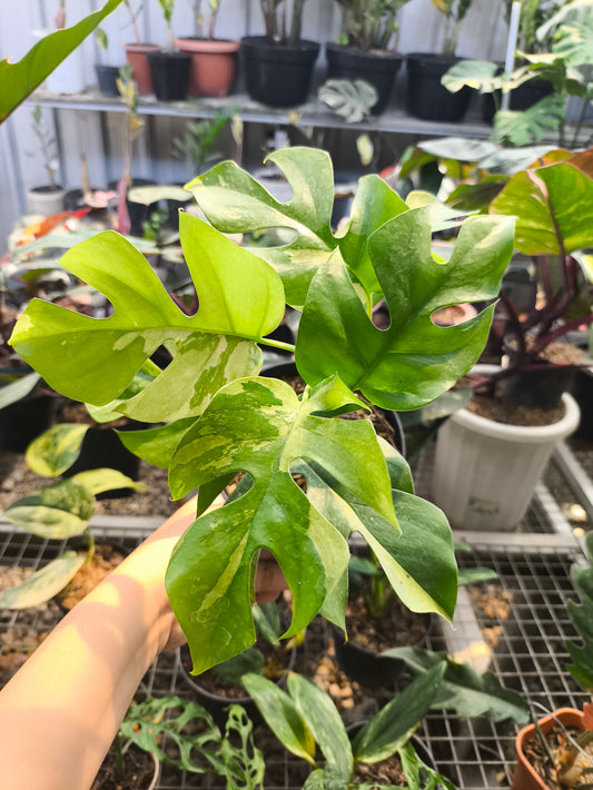 House Plant, Live pLants, Ornamental Plants, Tropical plants