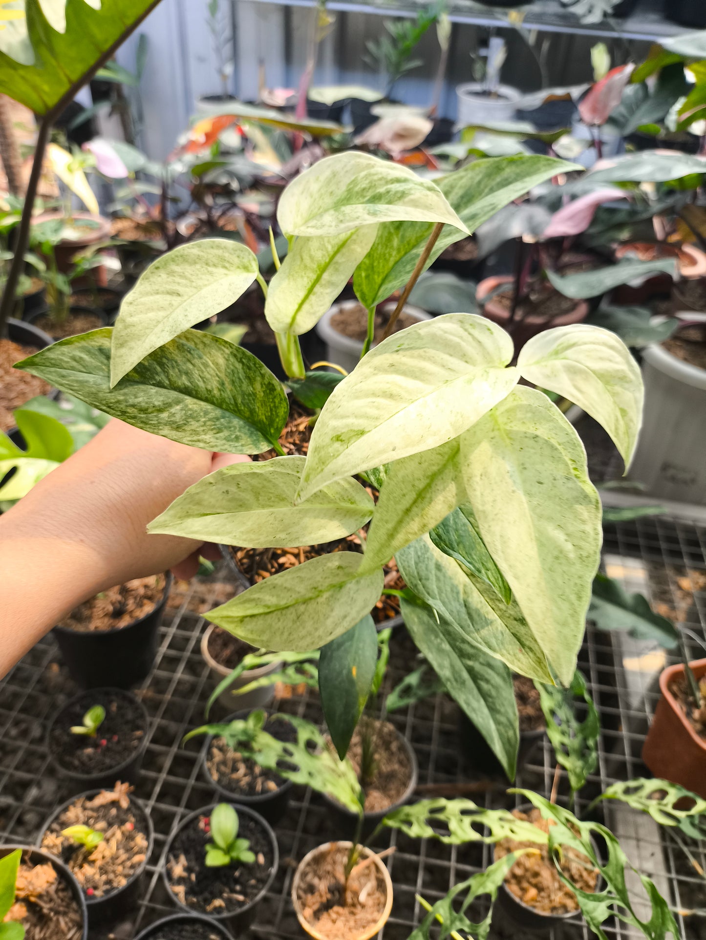 Monstera Andansoni Lanniata Variegata