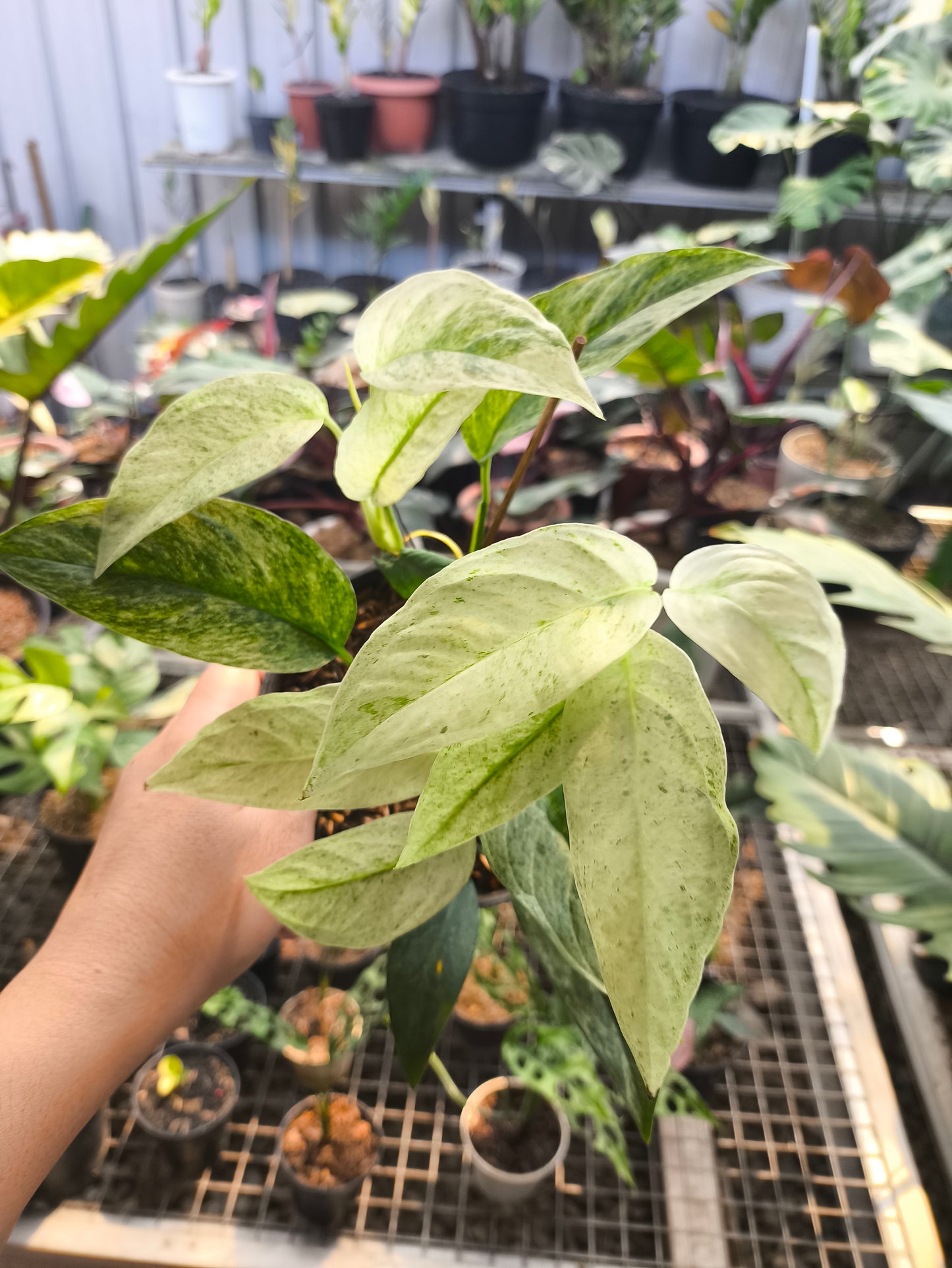 Monstera Andansoni Lanniata Variegata