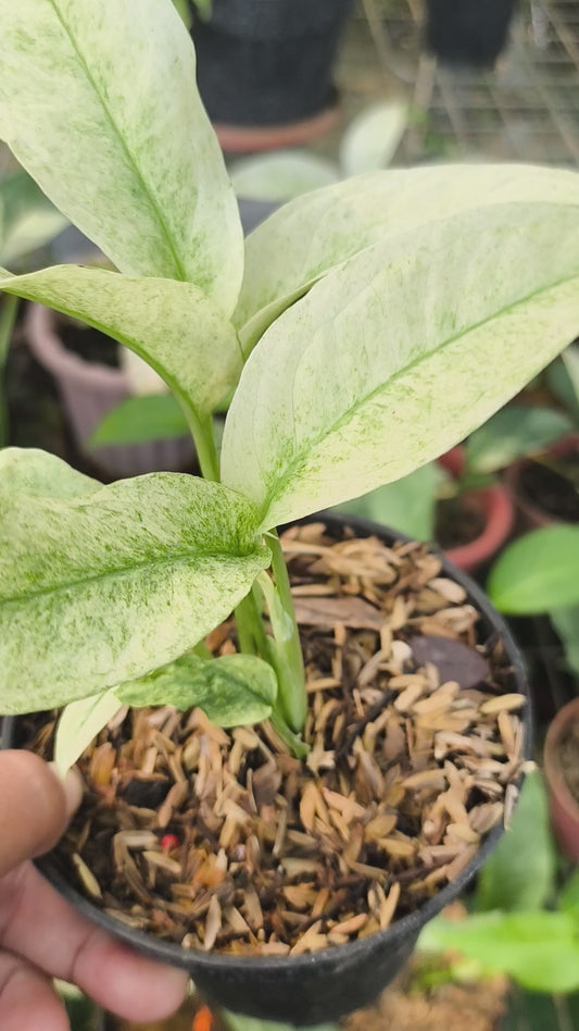 Monstera Andansoni Lanniata Variegata